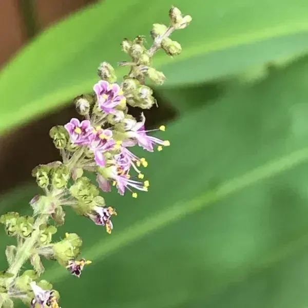 તુલસી (Ocimum tenuiflorum (syn. O. sanctum))