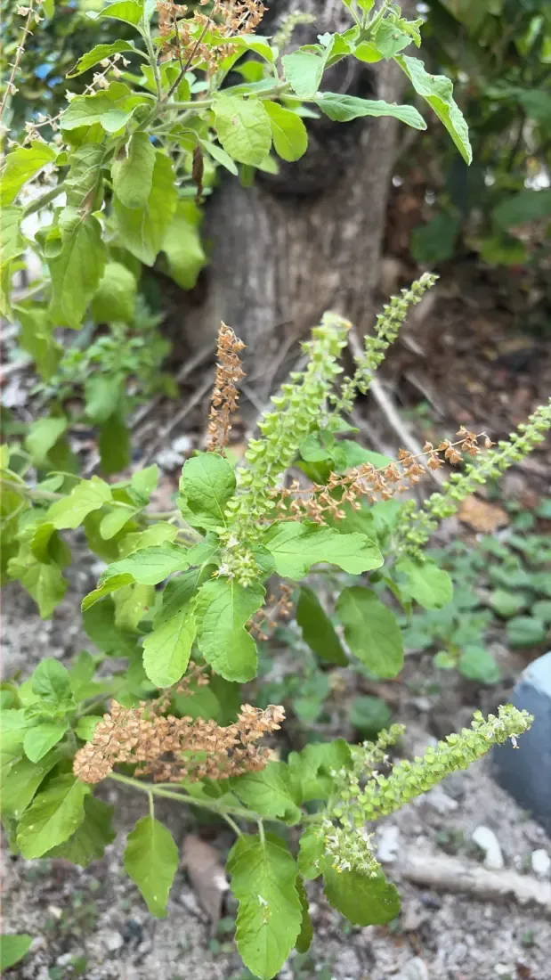 તુલસી (Ocimum tenuiflorum (syn. O. sanctum))