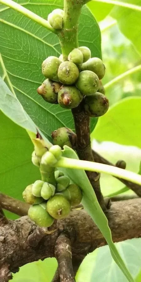 પીપળો (Ficus religiosa)