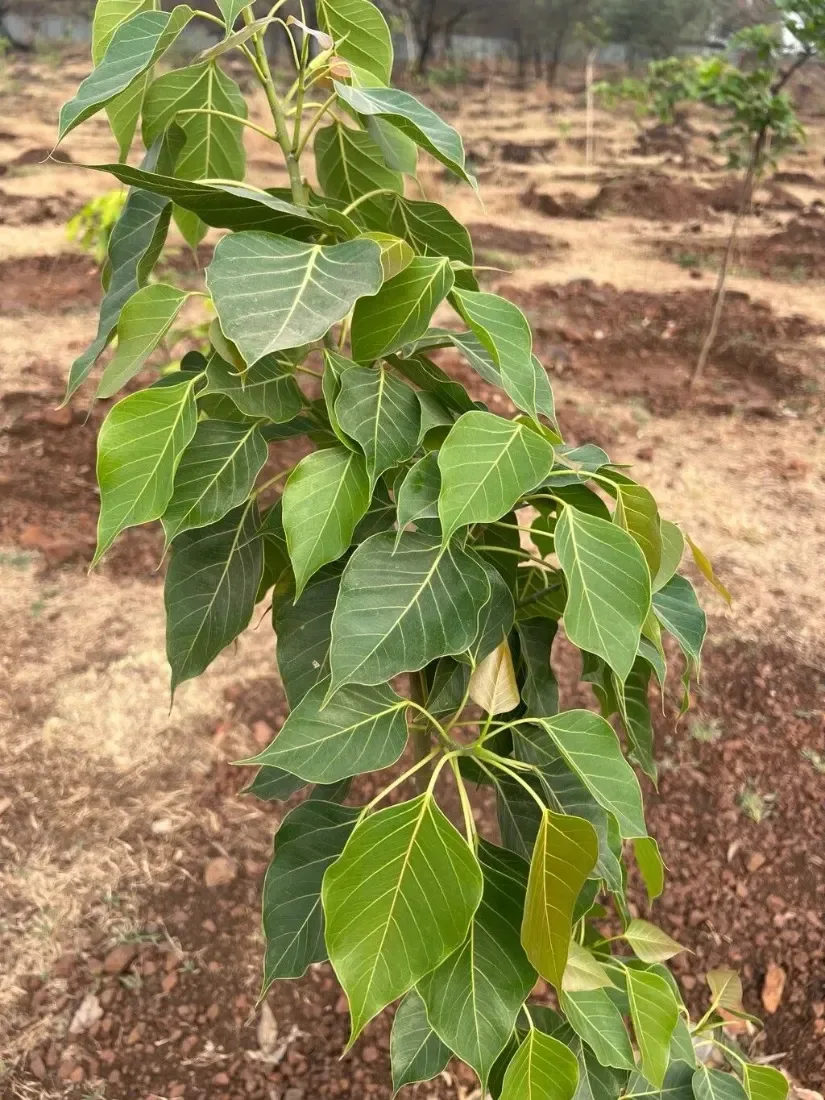 પીપળો (Ficus religiosa)