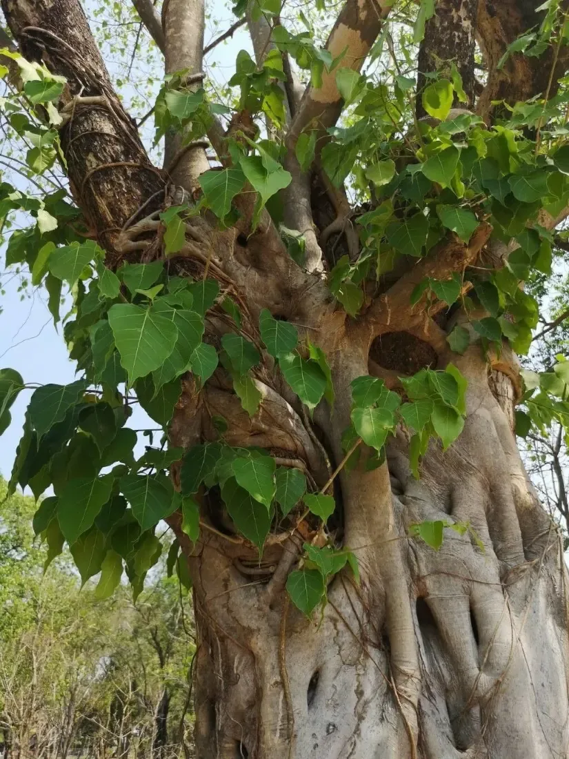 પીપળો (Ficus religiosa)