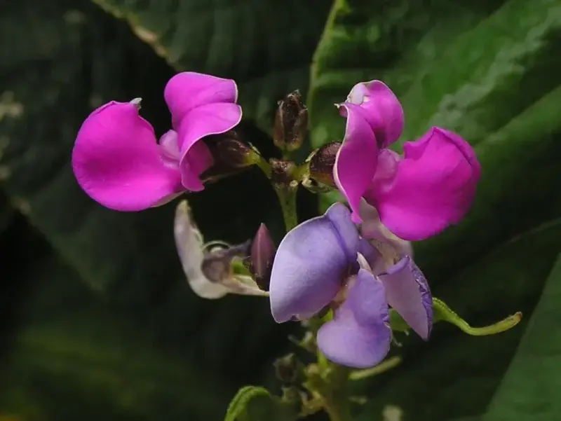 વાલોળ (Lablab purpureus)