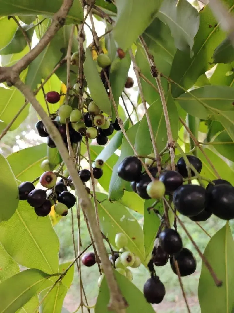 જાંબુ (Syzygium cumini)