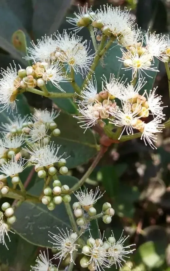 જાંબુ (Syzygium cumini)