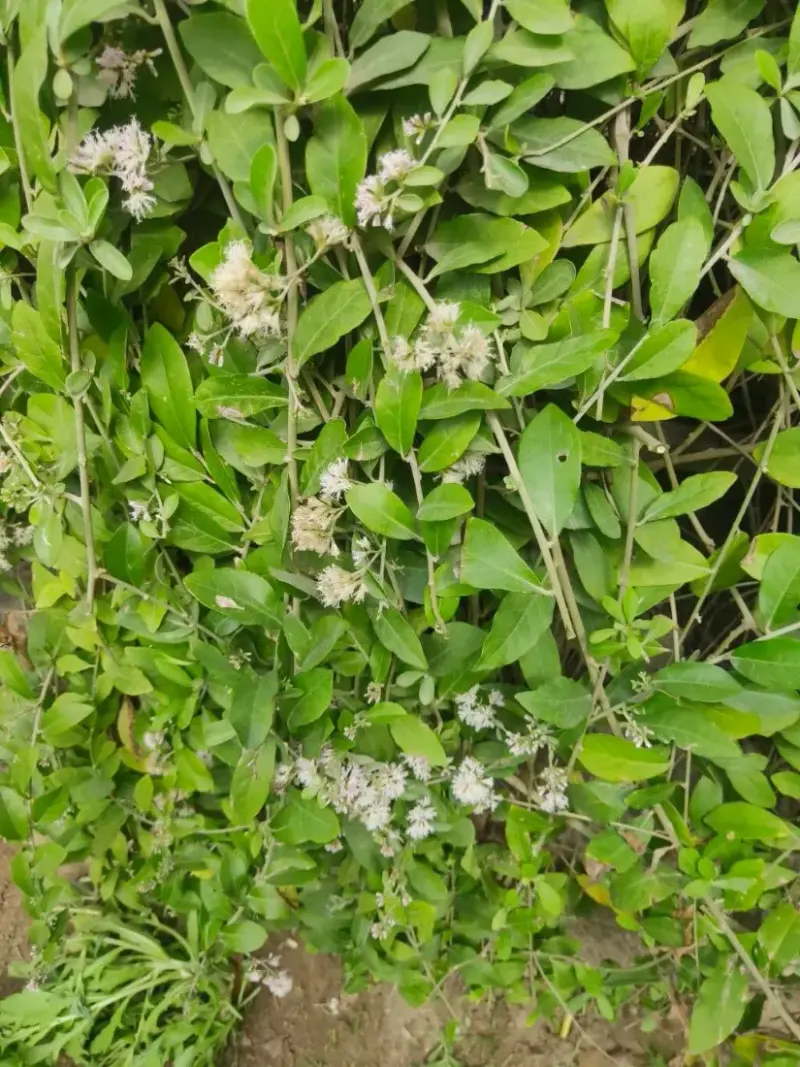 કંથાર (Capparis sepiaria)