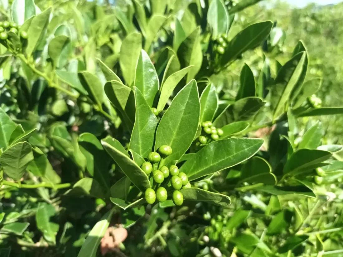 કંથાર (Capparis sepiaria)