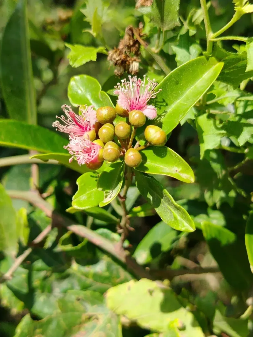 કંથાર (Capparis sepiaria)