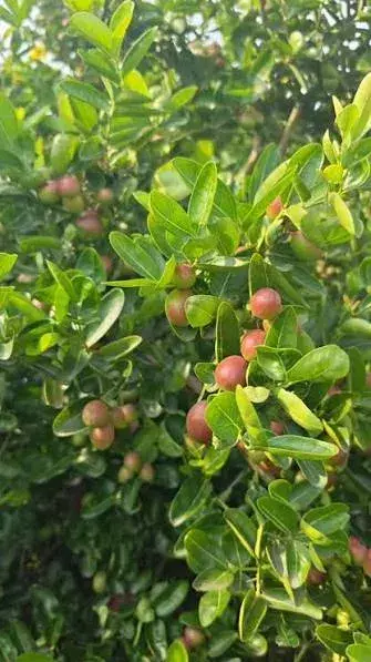 ગુંદો (Cordia dichotoma)