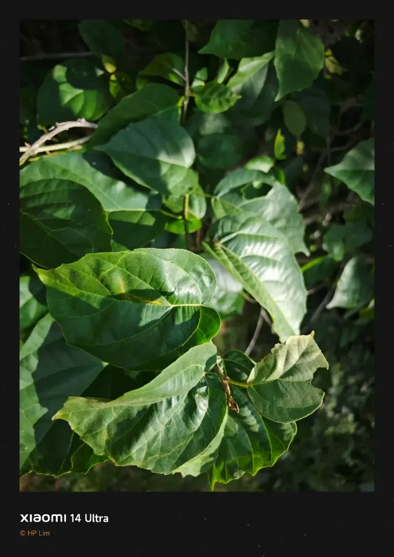 ગુંદો (Cordia dichotoma)