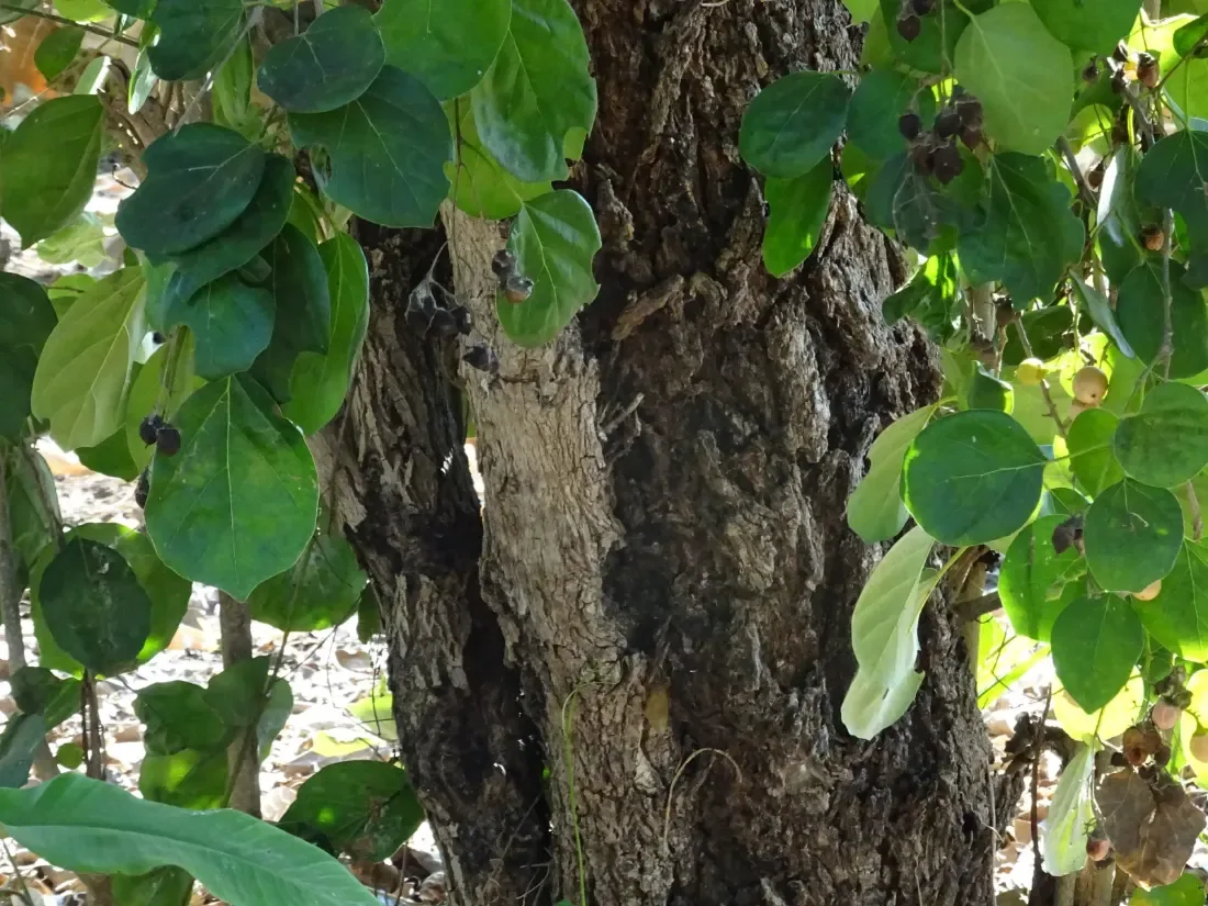 ગુંદો (Cordia dichotoma)