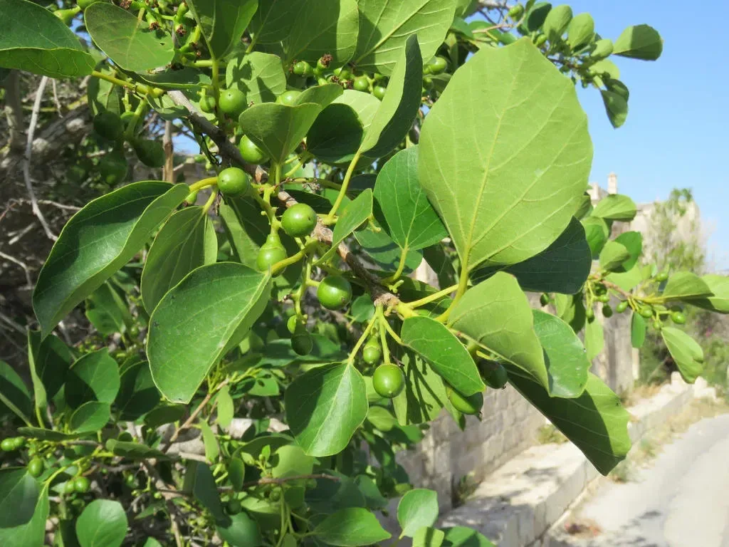 ગુંદો (Cordia dichotoma)