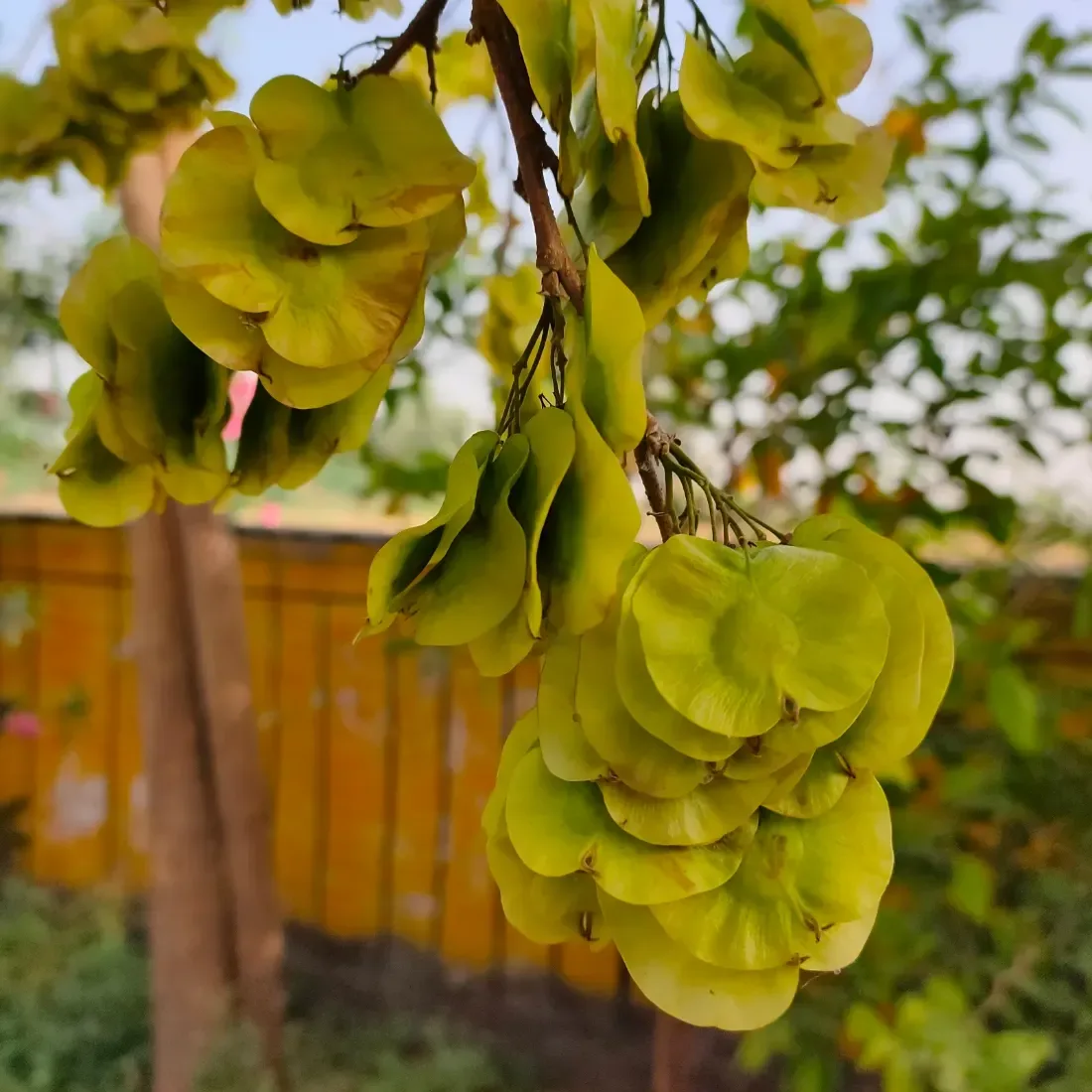 કાન્જી (Holoptelea integrifolia)