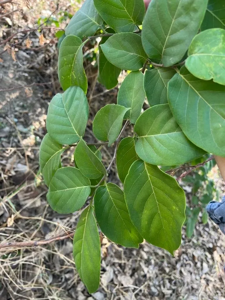 કાન્જી (Holoptelea integrifolia)