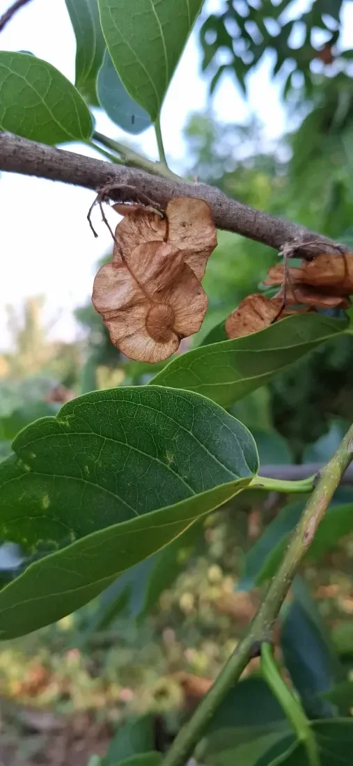 કાન્જી (Holoptelea integrifolia)