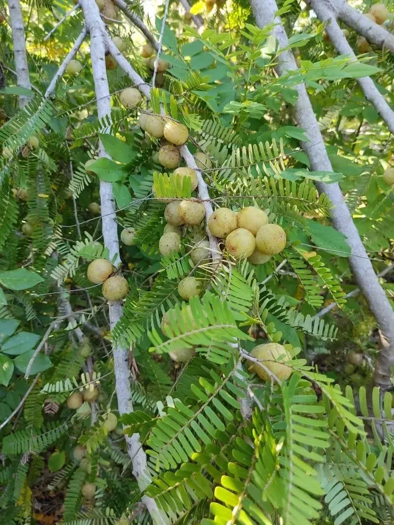 અમલા (Phyllanthus emblica)