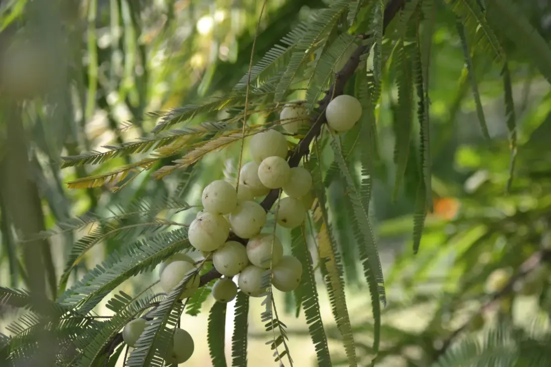 અમલા (Phyllanthus emblica)