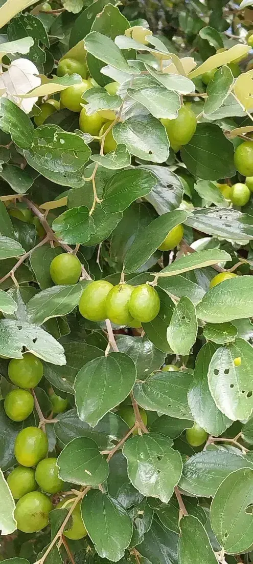 બોર (Zizyphus mauritiana)