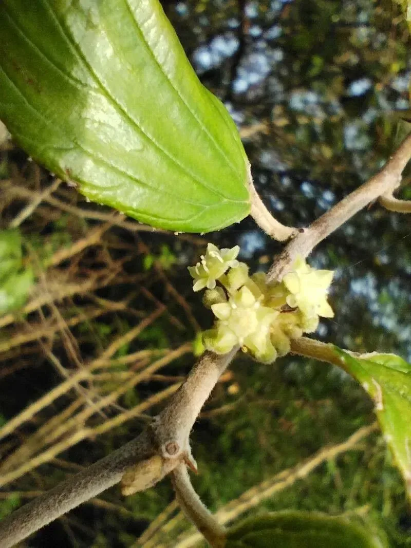 બોર (Zizyphus mauritiana)
