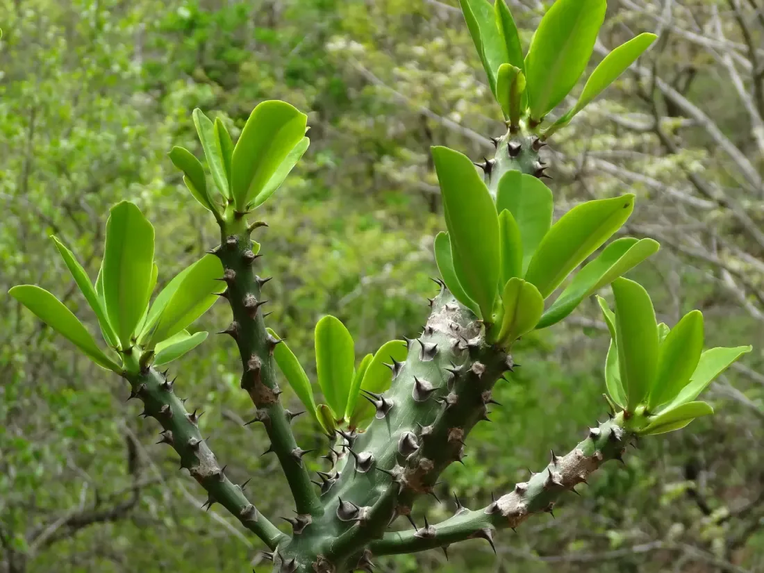 થૂવર (Euphorbia neriifolia)