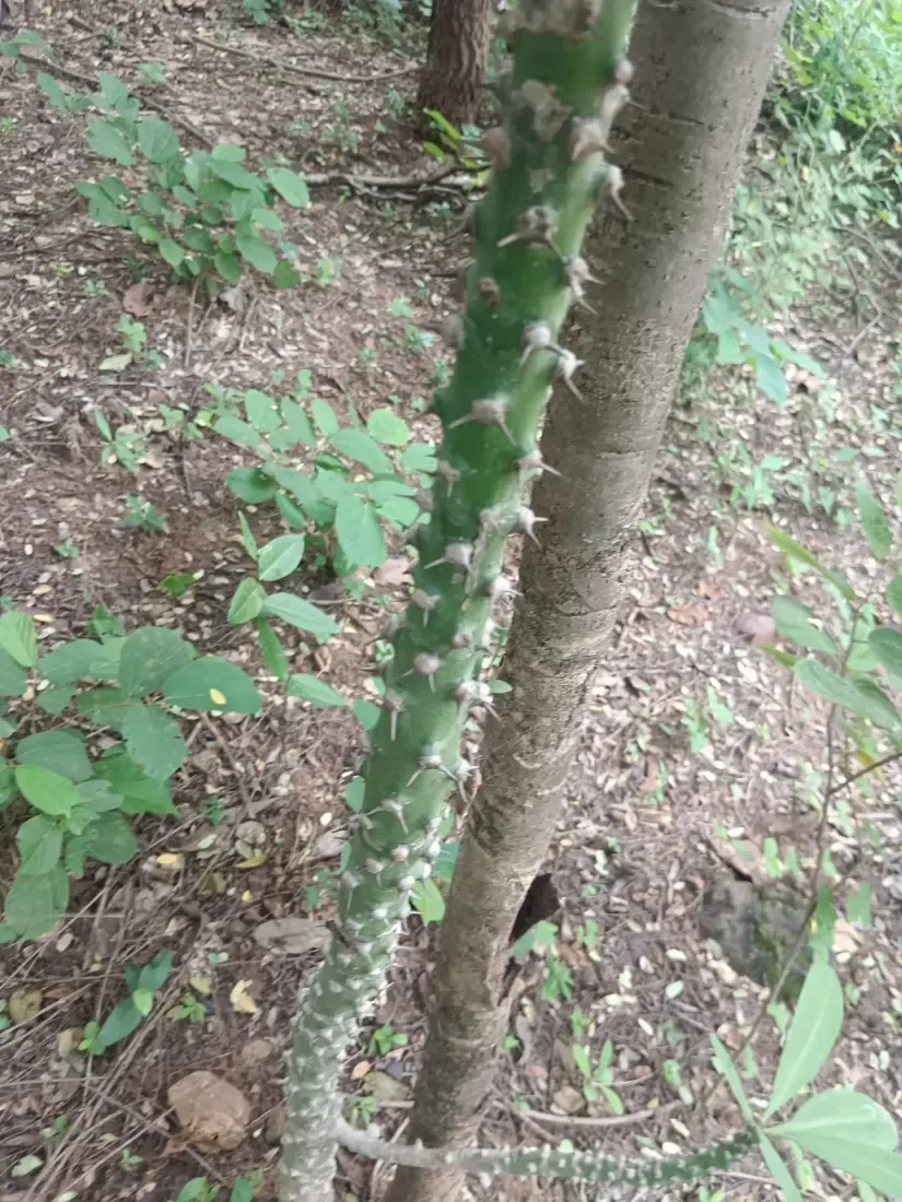 થૂવર (Euphorbia neriifolia)