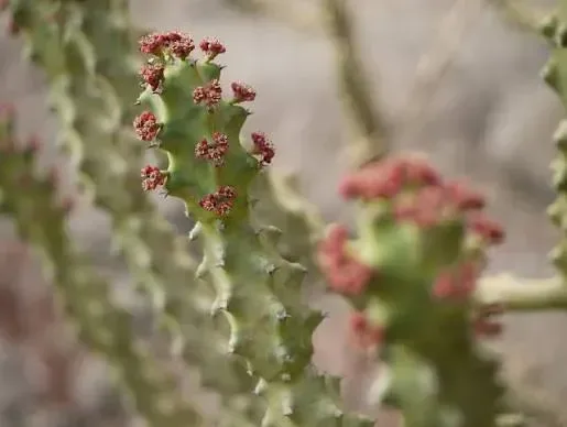 થૂવર (Euphorbia neriifolia)