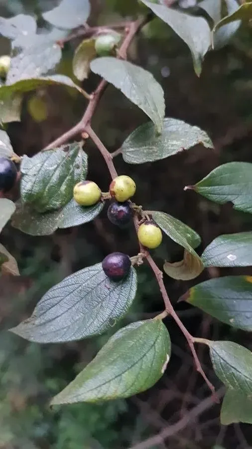 બોર (Zizyphus oenopolia)