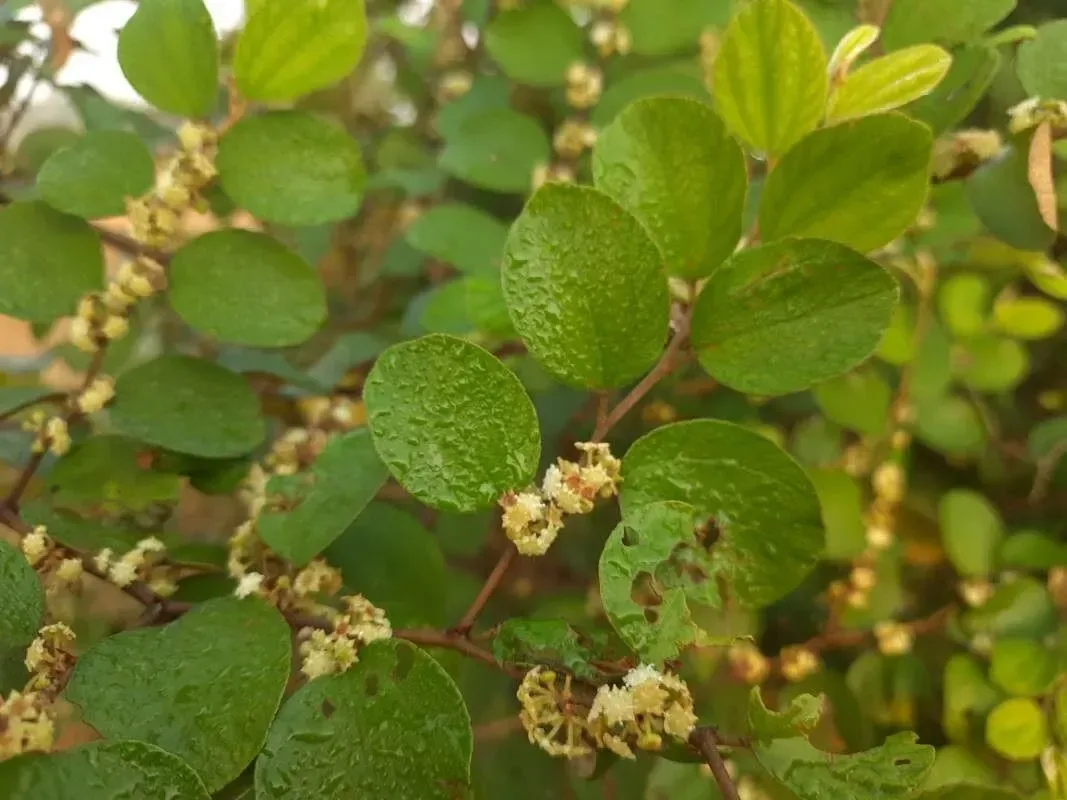 બોર (Zizyphus oenopolia)