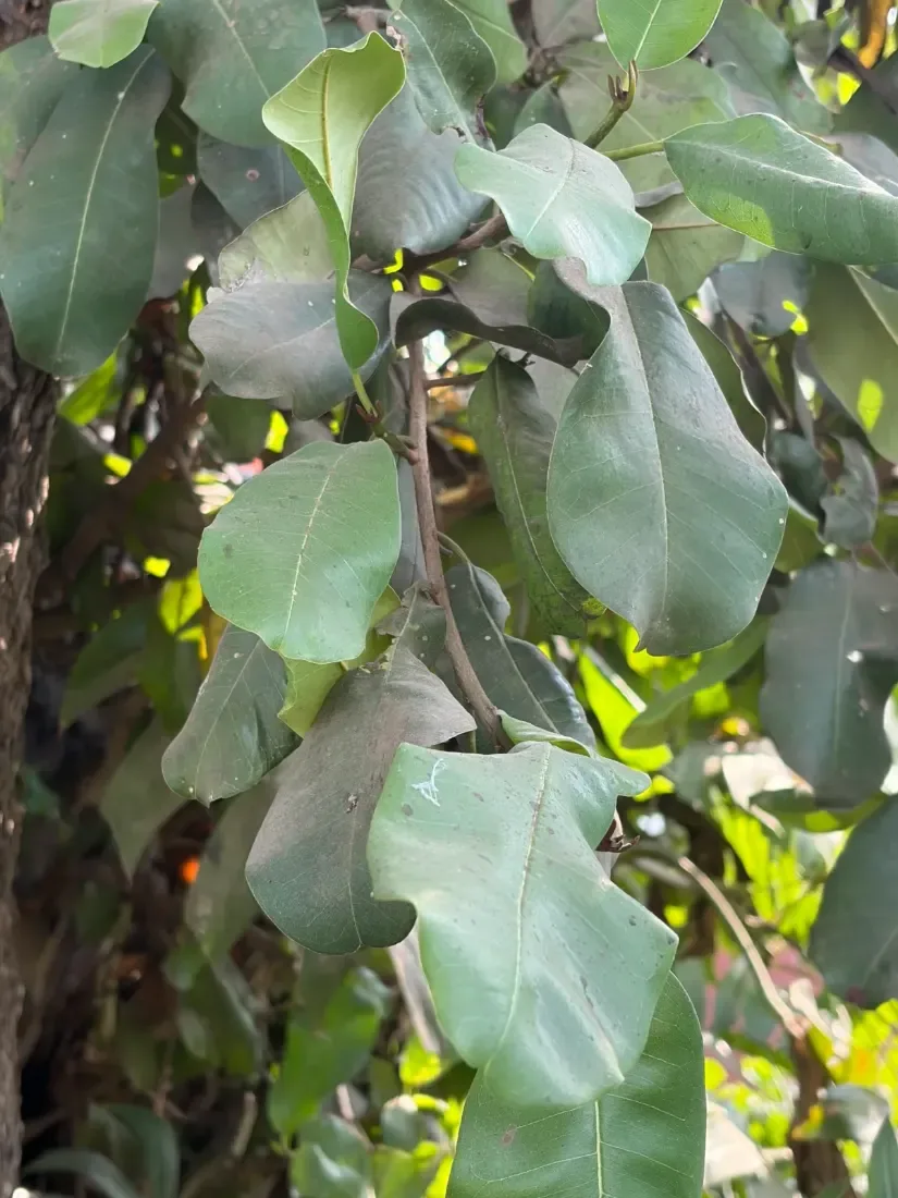 રાયણ (Manilkara hexandra)