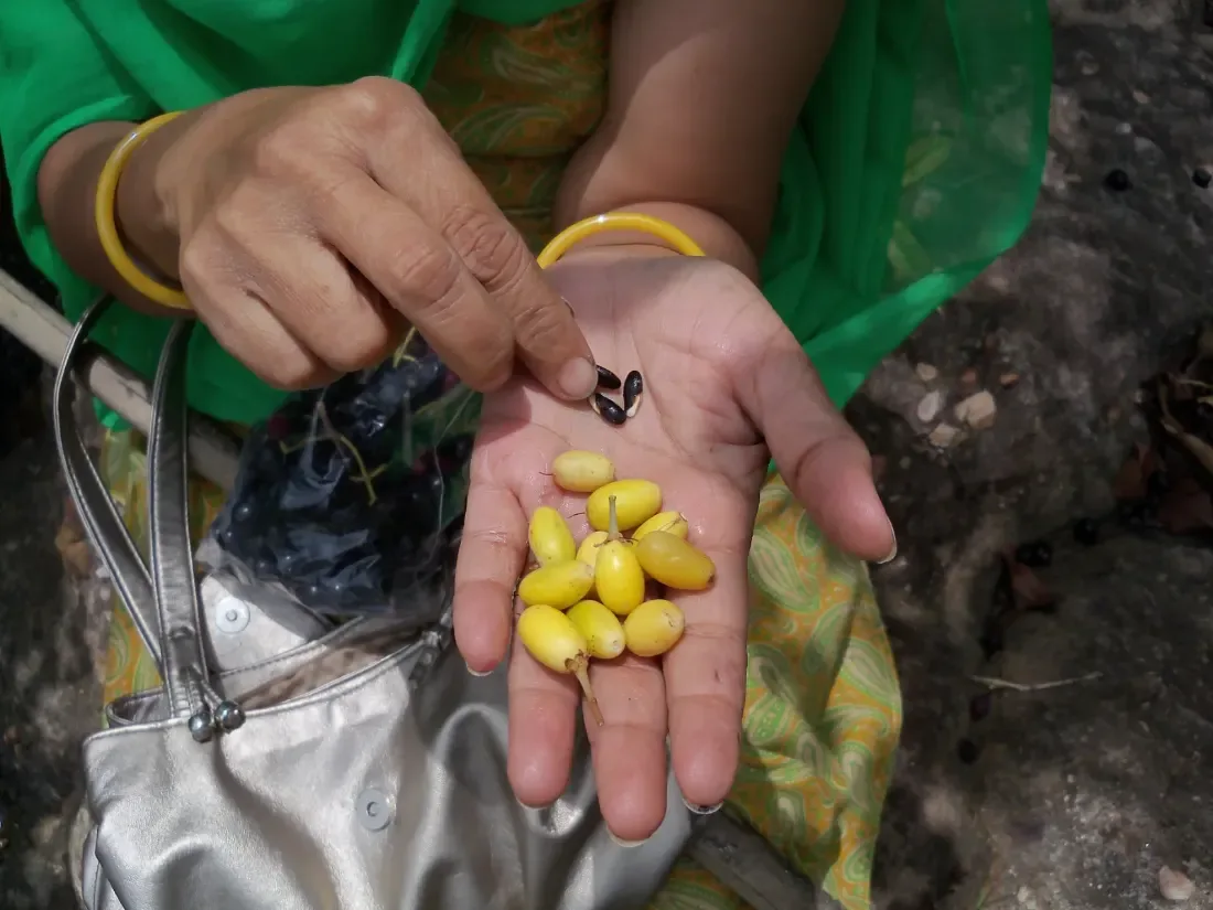 રાયણ (Manilkara hexandra)