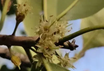 રાયણ (Manilkara hexandra)