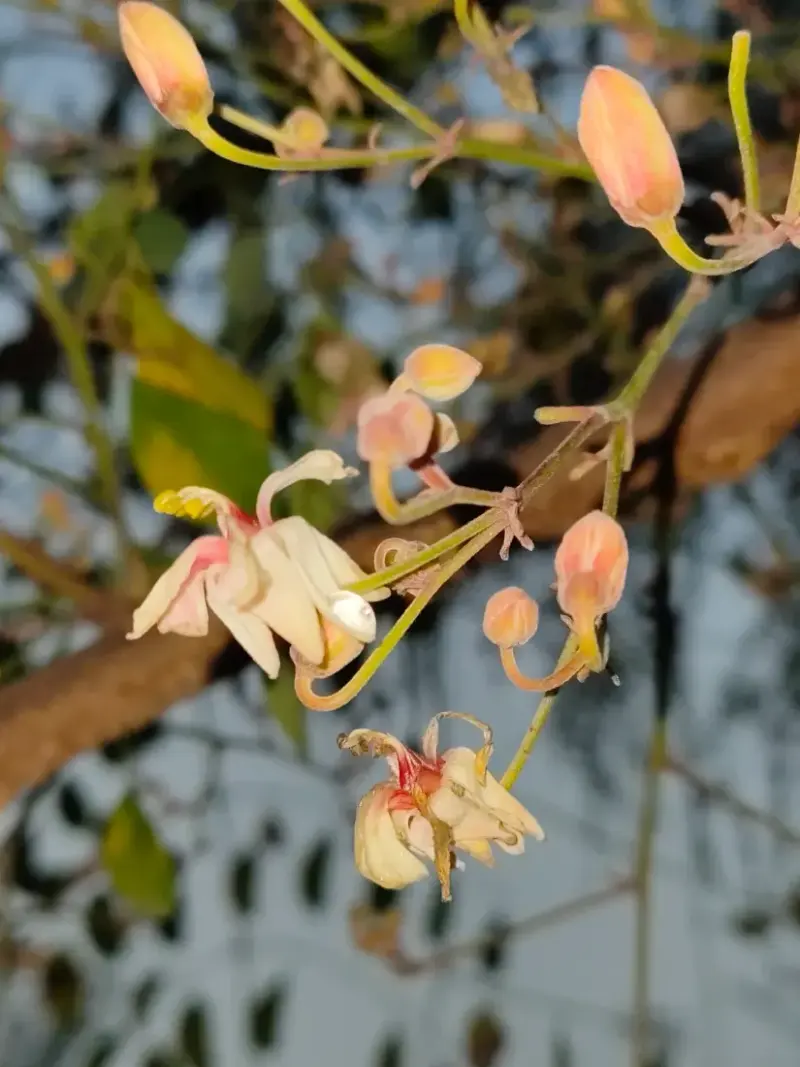 કડવો સરગવો (Moringa concanensis)