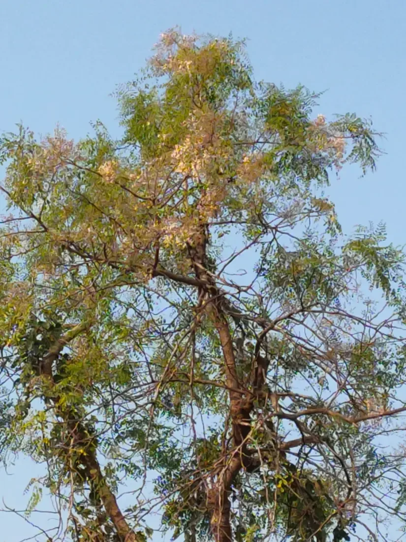 કડવો સરગવો (Moringa concanensis)