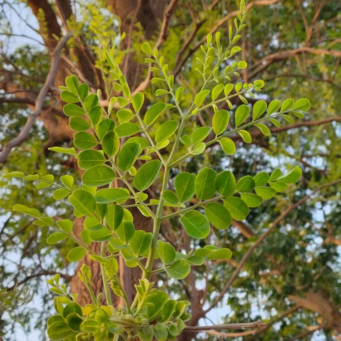 કડવો સરગવો (Moringa concanensis)