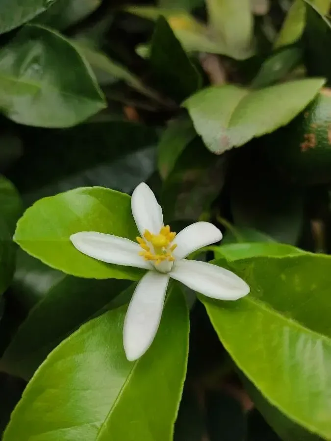 લીંબુ (Citrus limon)