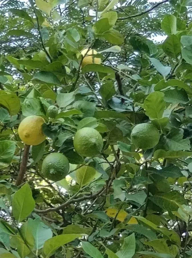 લીંબુ (Citrus limon)