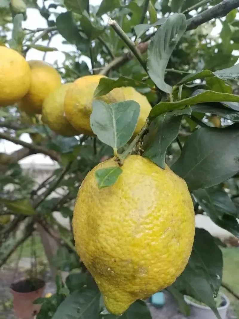 લીંબુ (Citrus limon)
