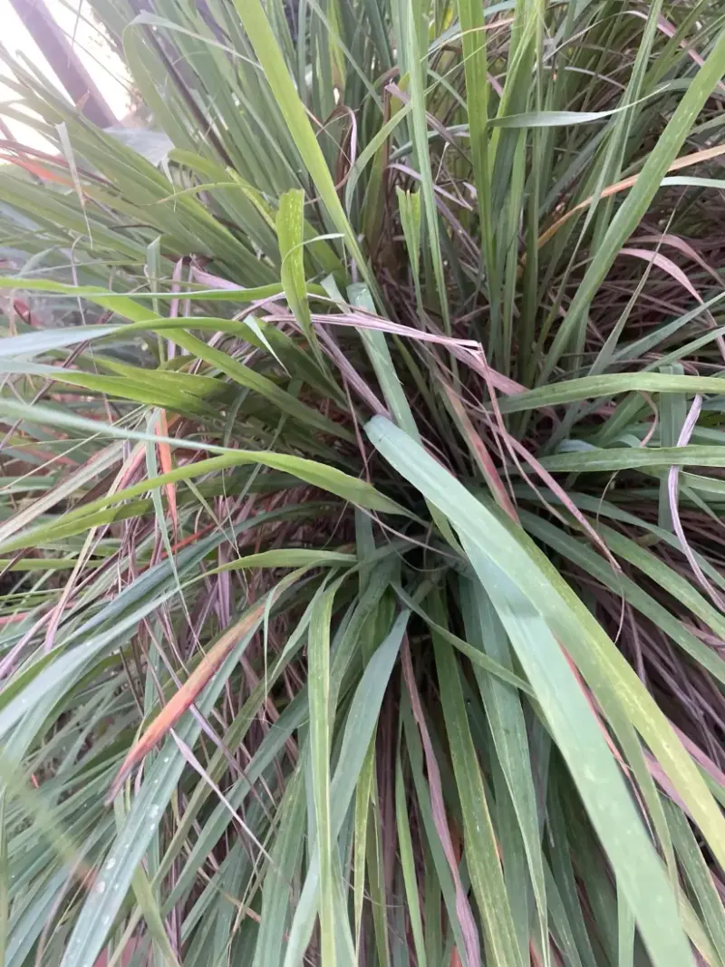 લીલી ચા (Cymbopogon citratus)