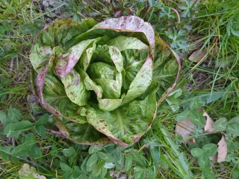 Lettuce (Lactuca sativa)