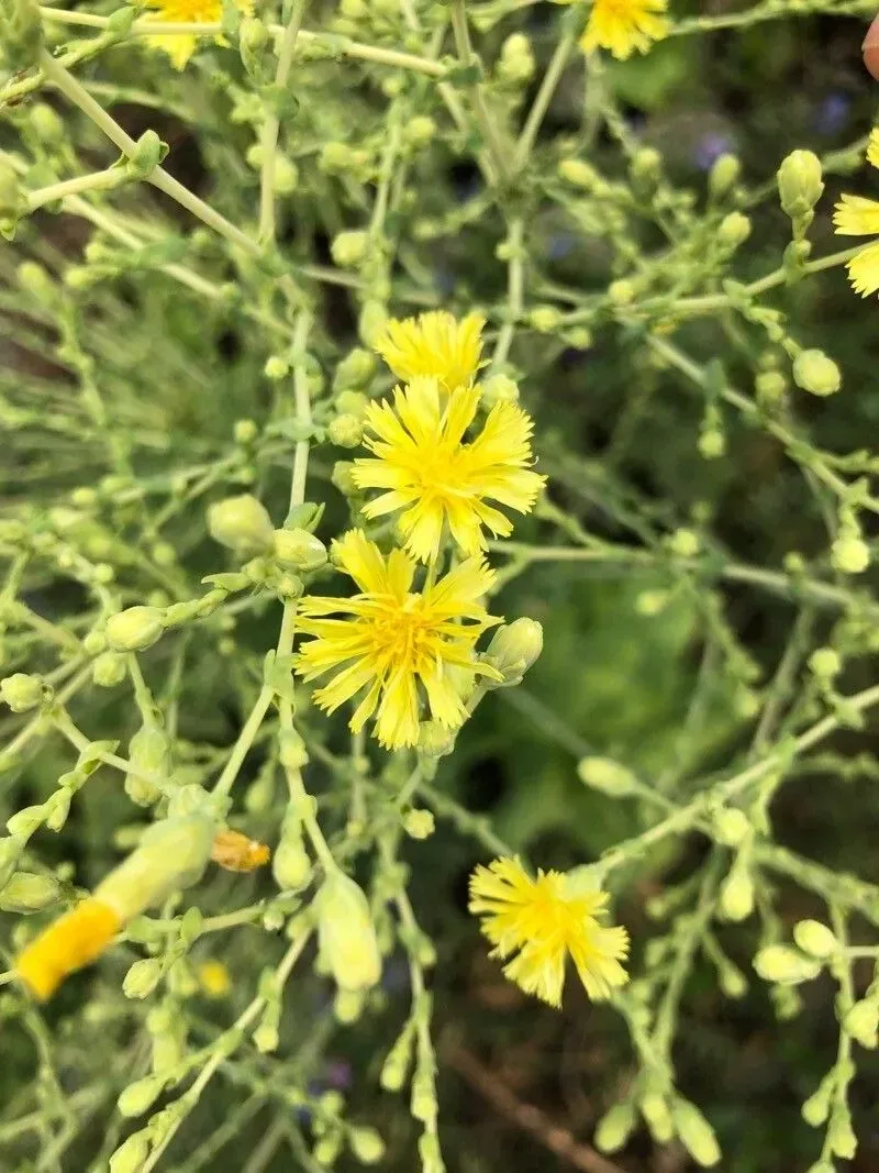 Lettuce (Lactuca sativa)
