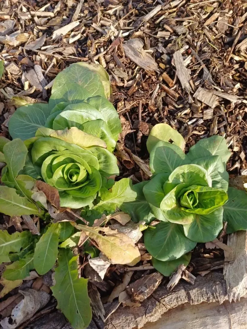 Lettuce (Lactuca sativa)