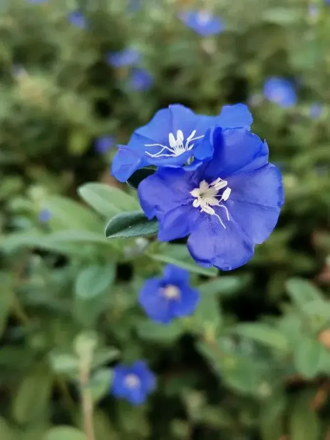 શંખપુષ્પી (Evolvulus alsinoides)