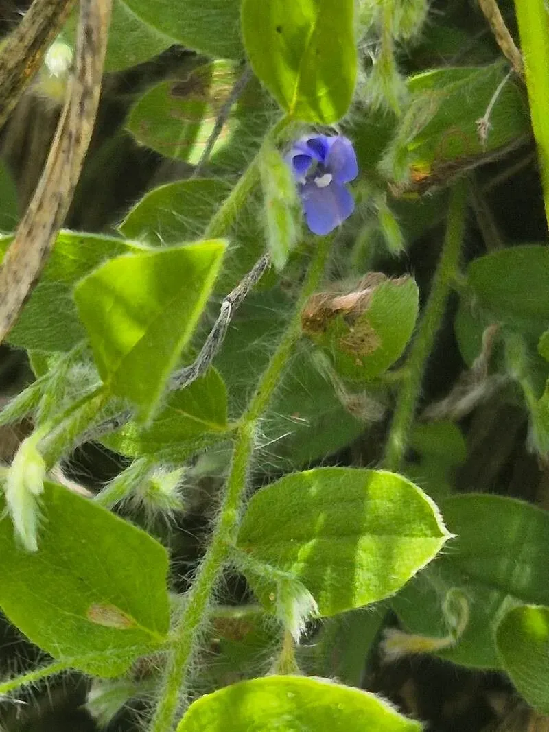 શંખપુષ્પી (Evolvulus alsinoides)