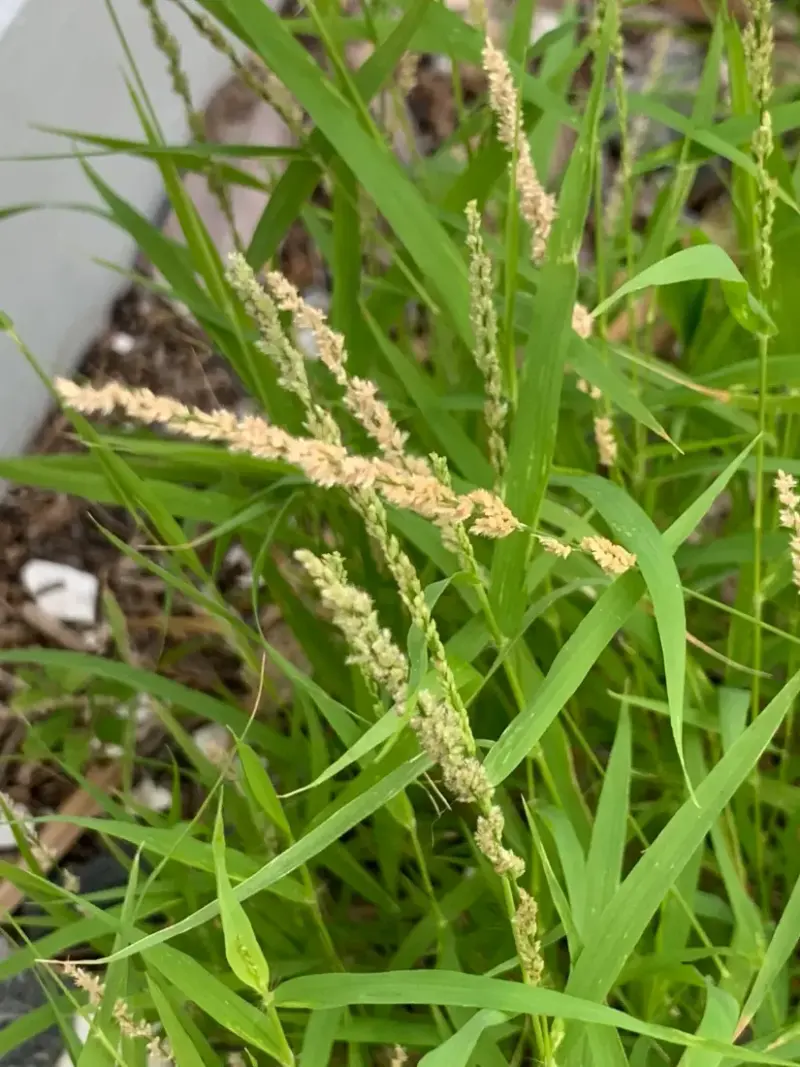 Love grass (Eragrostis ciliaris)