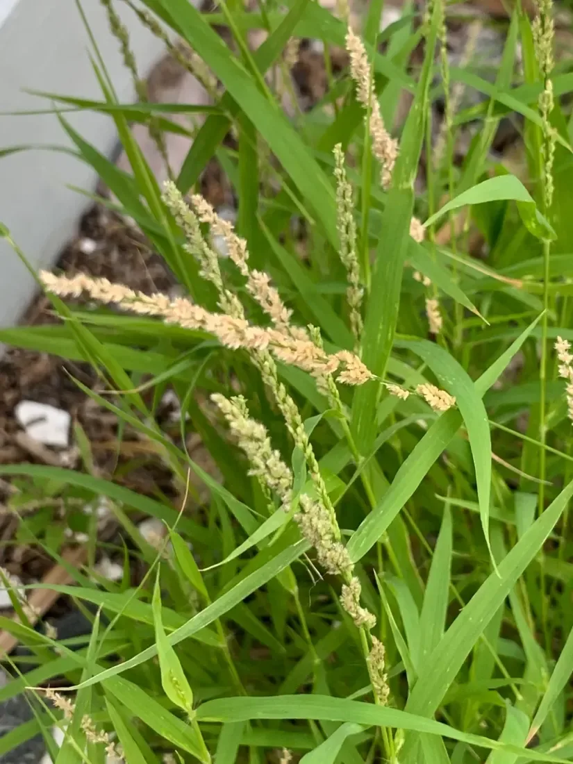 Love grass (Eragrostis ciliaris)