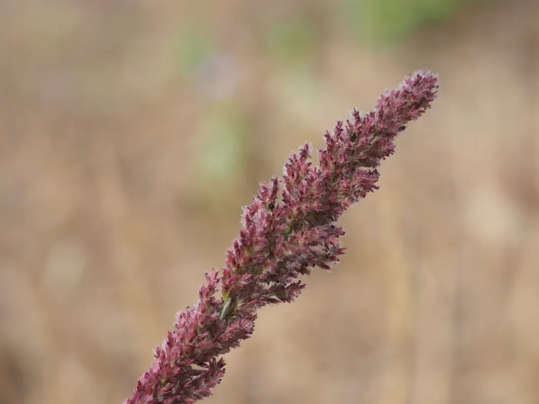 Love grass (Eragrostis ciliaris)