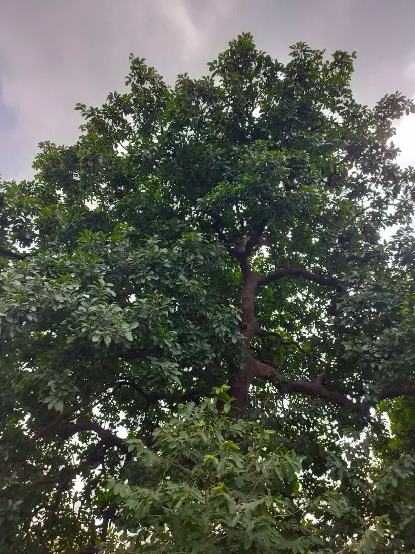 મહુડો (Madhuca longifolia)
