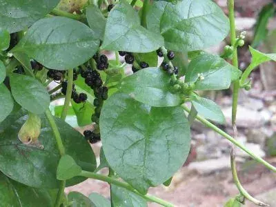 પોઈ (Basella alba)