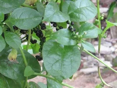 પોઈ (Basella alba)