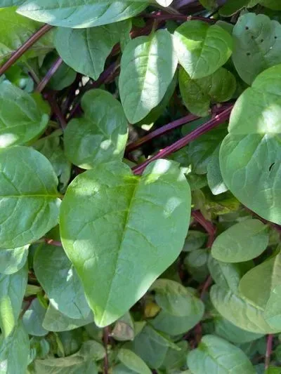 પોઈ (Basella alba)