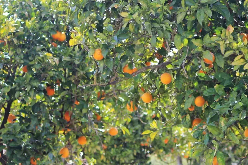 નારંગી (Citrus reticulata)